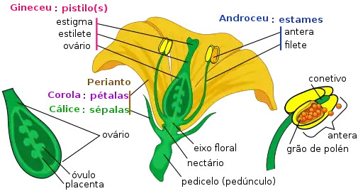 Partes de uma flor.