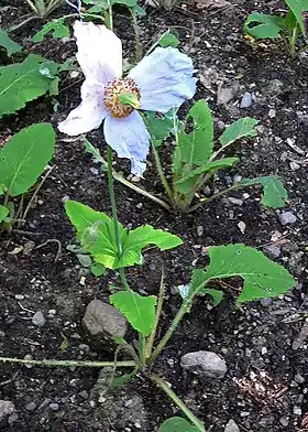 Meconopsis betonicifolia