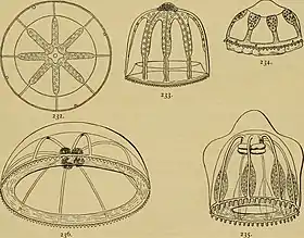 Homoeonema platygonon