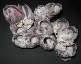 Conchas vazias de M. tintinnabulum