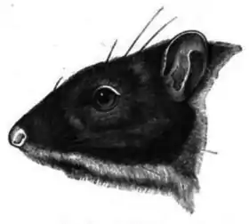 Megalomys desmarestii