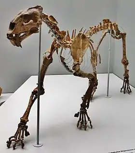 Megantereon cultridens