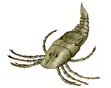 Reconstrução de  Megarachne , com partes faltando em seus fósseis com base nos de seus parentes.