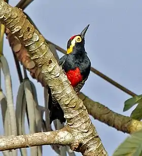 Pica-pau-de-barriga-vermelha (M. cruentatus) em Cacoal, Rondônia, Brasil.