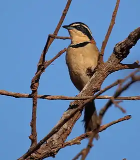 Meia-lua-do-cerrado em Chapada dos Guimarães, Estado de Mato Grosso, Brasil