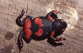 Melanophryniscus atroluteus