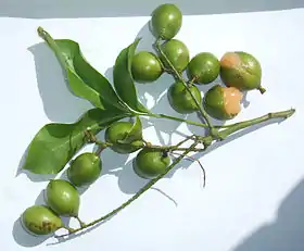 Melicoccus bijugatus - frutos