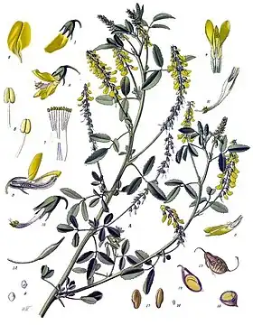 Melilotus officinalis