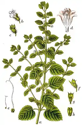 Melissa officinalis