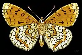 ♂ △ Lado ventral. MHNT