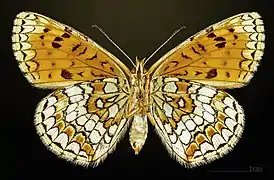 ♀  △ Lado ventral. MHNT