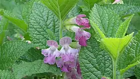 Melittis melissophyllum