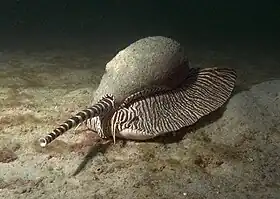 A espécie Melo amphora com o animal.