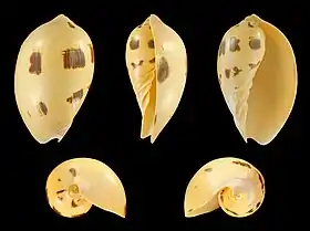 Cinco vistas da concha de Melo melo, uma espécie da Malásia e mar da China Meridional; considerada a espécie-tipo do gênero Melo; inicialmente colocada em Voluta.