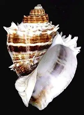 Vista inferior de uma concha de Melongena corona (Gmelin, 1791), uma das espécies atlânticas de Melongenidae, encontrada do sudoeste da Flórida, Estados Unidos, até o México; no golfo do México, em manguezais.