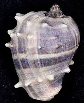 Vista superior de uma concha de M. melongena; espécime da costa nordeste de Cuba.