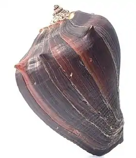 Vista superior de uma concha de M.  patula, com o perióstraco.