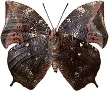 Vista inferior de Memphis acidalia (ex Anaea acidalia ou Anaea memphis).