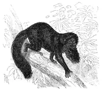 Desenho do cuxiú-preto exibindo movimento quádruplo em um galho de árvore