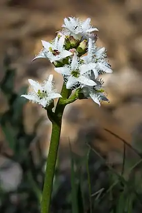 Menyanthes trifoliata