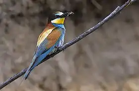 Merops apiaster, um abelharuco