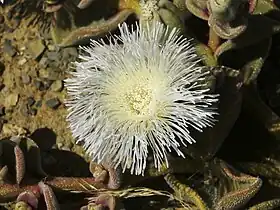 Mesembryanthemum crystallinum