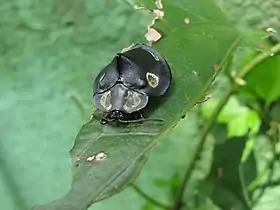 Mesomphalia turrita em Santo André (SP).