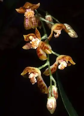 Mesospinidium incantans