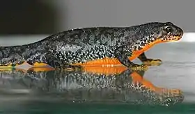 Vista lateral de um Mesotriton alpestris