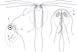 Retortamonas (Retortamonadida), à esquerda; Hexamita, ao centro, e Giardia, à direita (ambos Diplomonadida).