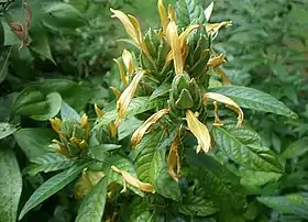 Metarungia longistrobus