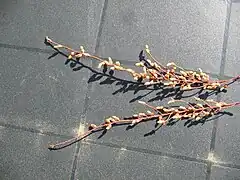 Cones portadores de pólen