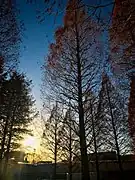 Perfil de Metasequoia glyptostroboides