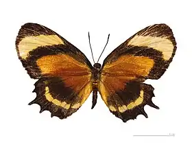 M. cecilia, vista superior.