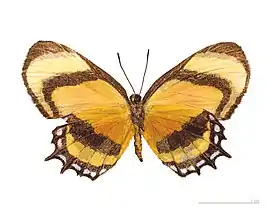 M. cecilia, vista inferior.