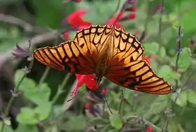 D. moneta, vista superior.