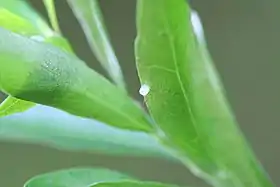 Adelia vaseyi com ovos de Myscelia ethusa