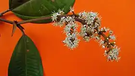 Inflorecências da Miconia amoena