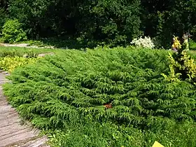 Microbiota decussata (hábito).