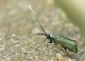 Micropterix calthella ©Entomart.ins