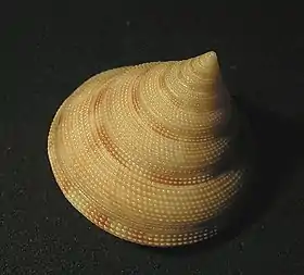 Concha de P. caledonicus.