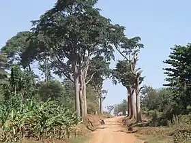 Milicia excelsa à beira da estrada no distrito Manafwa, em Uganda(Muito presente no estado do Rio de Janeiro ocupando 89% de seu território )