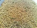 Grãos de milheto