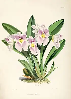 Miltoniopsis vexillaria(espécie-tipo)