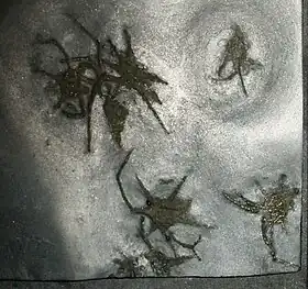 Fósseis de Mimetaster