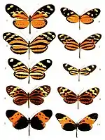 Imagem mostrando relações de mimetismo mülleriano entre borboletas Heliconius (à esquerda) borboletas Ithomiini (à direita).
