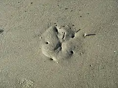 Bolacha-da-praia durante a baixa-mar em Hilton Head Island.