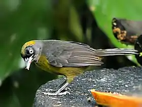 Mitrospingus cassinii