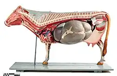 Modelo anatômico bovino.