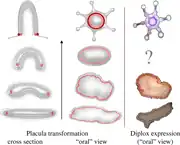 Plácula.  Interpretação moderna da hipótese da plácula segundo Schierwater.
